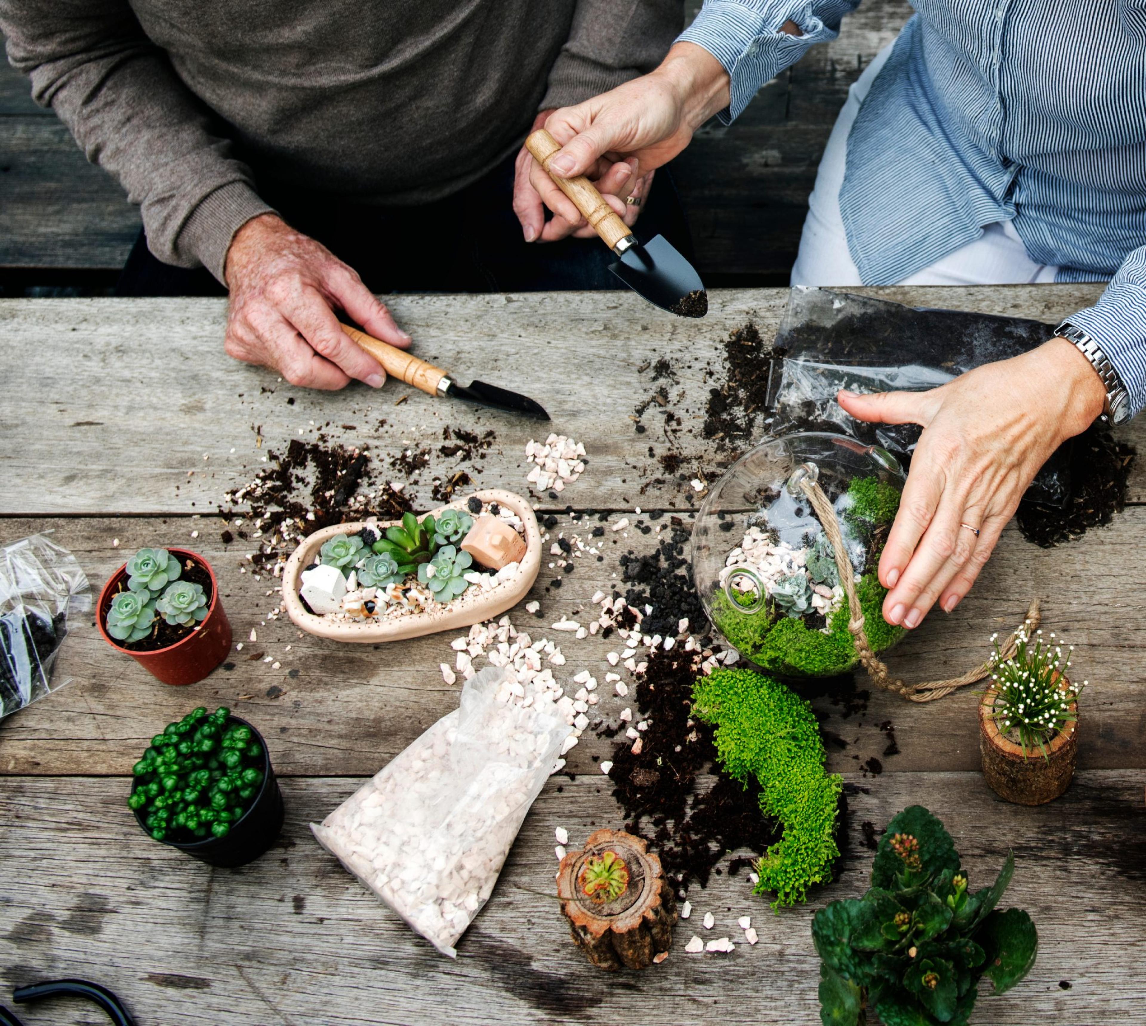 Atelier terrarium à Emerainville