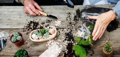 Atelier terrarium à Emerainville